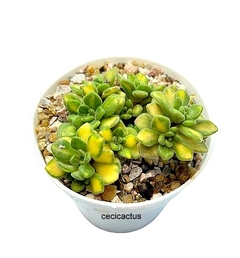 Aichryson tortuosum variegado mac10 en internet