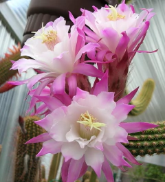 Akersia hibrida 'Pink Traisen' (elegir tamaño) - comprar online