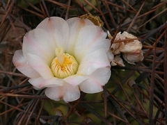 Tephrocactus aoracanthus mac9 (cod TA9)