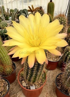 Trichocereus hibrido 'Amarillo B-3' mac6 - comprar online