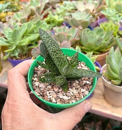 Gasteria pillansii (elegir tamaño)