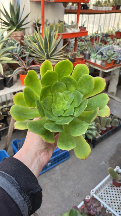 Aeonium gigante mac17 en internet