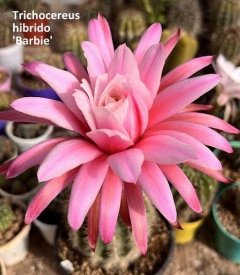 COMBO X 4 CACTUS HIBRIDOS FLORES de COLORES a eleccion - comprar online