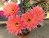 Echinopsis hibrido 'Beautiful Dreamer' mac7