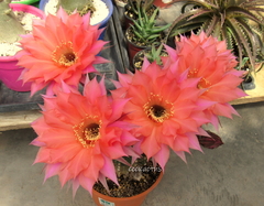 Echinopsis hibrido 'Beautiful Dreamer' mac7