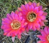 Echinopsis hibrido 'Belarus' injertado mac8 - comprar online