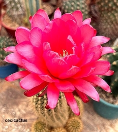 Trichocereus hibrido 'Bonito' (elegir tamaño)