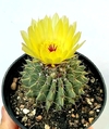 Notocactus buiningii mac10 (cod BB2)