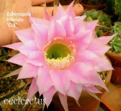 COMBO X 4 CACTUS HIBRIDOS FLORES de COLORES a eleccion - tienda online