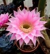 Echinopsis hibrido 'C-3' mac12