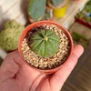 Euphorbia obesa mac8