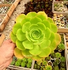 Aeonium canariense var californicum (elegir tamaño)