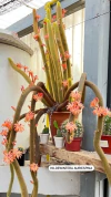 Hildewintera aureispina (elegir tamaño) - comprar online