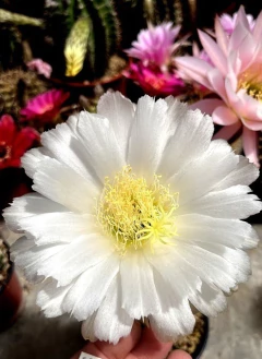 Trichocereus hibrido 'Daisy' NUEVO mac8 - comprar online