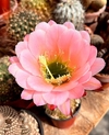 Trichocereus hibrido 'Denise' CC7-2019.33 mac6