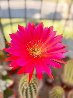 Trichocereus hibrido 'Ceci Supergiant' (elegir tamaño)
