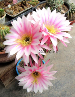 Trichocereus hibrido 'Ceci's strike' (elegir tamaño)