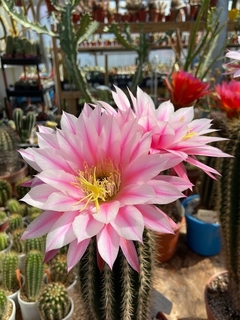 Trichocereus hibrido 'Ceci's strike' mac8 - comprar online