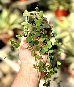 Ceropegia woodii verde mac10 - comprar online