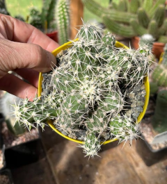 Grusonia (Corynopuntia) clavata (cod GR1) elegir tamaño - cecicactus - cactus y suculentas de colección