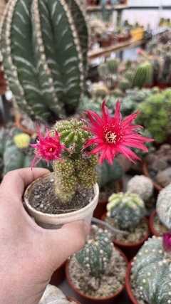 Chamaecereus hibrido 'Tutti Frutti' mac8 - comprar online