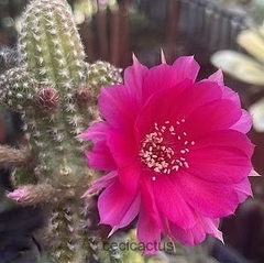 Chamaecereus hibrido fucsia mac8