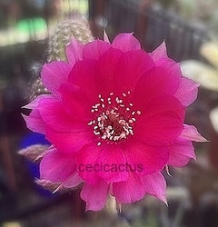Chamaecereus hibrido fucsia mac8 - comprar online