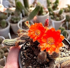 Echinopsis chamaecereus naranja (nombre fantasia) crestado injertado (cod CHC) en internet