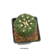 Astrophytum asterias ooibo nudum injertado mac10 (cod J-38)