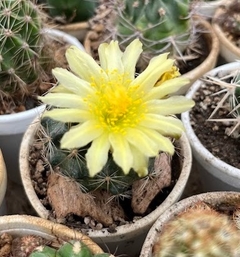 Copiapoa tenuissima varias cabezas mac10 (cod Cop13)