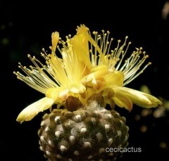 Semillas de Copiapoa Laui x 25