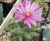 Coryphantha macromeris v.runyoni inermis mac9 (cod CMi)