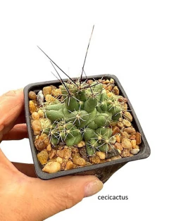 Coryphantha macromeris v.runyoni mac9 (cod CM) - comprar online