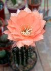 Echinopsis hibrido 'Courel' (elegir tamaño)