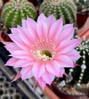 Echinopsis hibrido 'Dafnis' injertado mac8 (cod H2) - comprar online