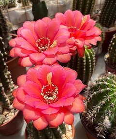 Trichocereus hibrido 'Dainty Bess' injertado mac9 - comprar online