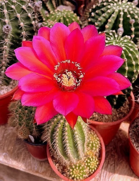 Trichocereus hibrido 'Deep red' (elegir tamaño) - comprar online