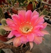 Echinopsis hibrido 'Delicia' (elegir tamaño)