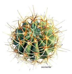 Denmoza rodacantha ssp diamantina mac8 en internet