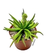 Crassula 'Devil's Horn' (elegir tamaño) - tienda online