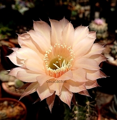 Echinopsis hibrido 'Diciembre' mac6
