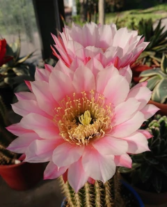 Trichocereus hibrido 'Dracaris' (elegir tamaño)
