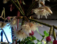 Rhipsalis pilocarpa mac10 en internet