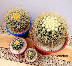 Echinocactus grusoni (elegir tamaño) - cecicactus - cactus y suculentas de colección
