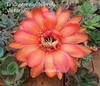 Trichocereus hibrido 'Victoria' (elegir tamaño)