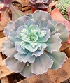 Echeveria 'Piñal de Amoles' mac10