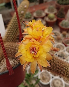 Hildewintera hibrida 'Humke's klein gelbe' mac7 - comprar online