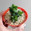 Crassula Estagnol Spiralis mac8 (cod CE41)