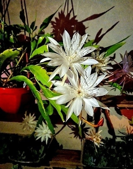 Epiphyllum pumila (elegir tamaño)