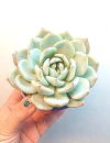 Echeveria 'Snow Angel' USA (elegir tamaño)
